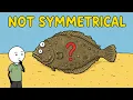 Why Is Almost Every Animal Symmetrical Except the 1 That Just Said No