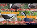 Download Lagu suara pikat ruak ruak andalan sekali setel di jamin pada ngumpul semua