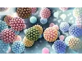 Human Papillomavirus HPV Nucleus Health