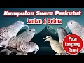 Download Lagu Kumpulan Suara Perkutut Lokal Jantan dan Betina Saling Bersahutan