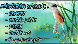 Download SPESIAL.! MASTERAN ISTIMEWA UNTUK MATERI CENDET, MURAI, KACER, CUCAK IJO #masterancendet MP3