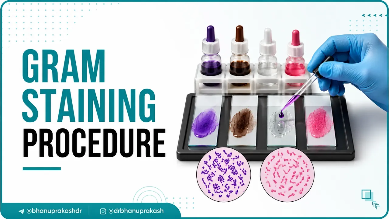 Gram Staining Procedure Animation Microbiology - Principle, Procedure, Interpretation | USMLE Step 1