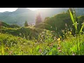 Download Lagu Male Whimpering + Ambient Forest ASMR