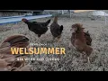 Welsummer 6-Week-Old Chicks