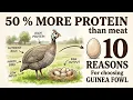 10 Reasons Why the Guinea Fowl Egg Is BETTER Than Chicken Eggs