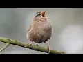 Download Lagu Eurasian Wren singing. Zaunkönig singt. Eifel, Germany. Nikon P900