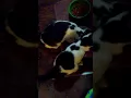Cats with first ice cube