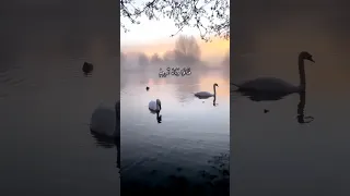 سورة التغابن بصوت اسلام صبحي القرآن الكريم سورة التغابن 