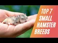 TOP 7 Small Hamster Breeds For Pets UniquepetsWiki