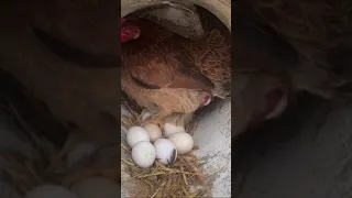 شاهدة كيف تبيض دجاجة سبحان الله 