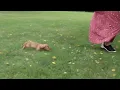 Dachshund Puppy For Sale