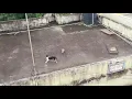 Download Lagu Mongoose VS Cat | Funny😂 | Mongoose | Cat |