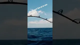 Catching a marlin under sail! #throwback #shorts