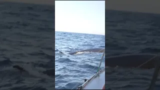 HUGE WHALE bigger than our boat! #shorts