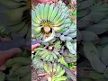 Download Lagu Super tajam!! panen buah pisang yang sangat mudah dan cepat #shorts