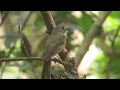Download Lagu Vokalisasi Menawan dari Burung Lalat Dada Abu-abu (Cyornis umbratilis)