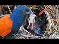Download Lagu Gawat‼️anak burung tidak selera makan
