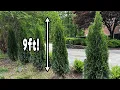 How to grow TALL emerald green arborvitae fast and easy UPDATE