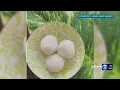 Long-time Maui bakery announces they will no longer be going out of business