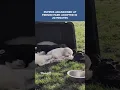 Puppies abandoned at a Fresno park were adopted in 20 minutes