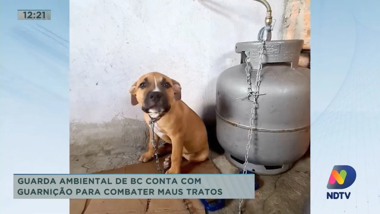 Guarda Ambiental de Balneário Camboriú conta com guarnição para combater maus tratos contra animais