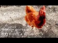 How to get eggs WITHOUT a rooster
