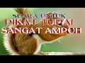 Download Lagu SUARA PIKAT TUPAI BAJING