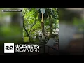 Rare corpse flower set to bloom this week in Brooklyn