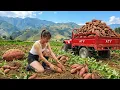 Using a Four Wheel Vehicle Harvest 100kg of Sweet Potatoes in Garden \u0026 Take Them the Market for Sale
