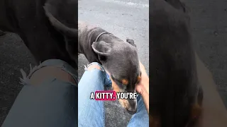 #Fyp #dream #doberman #pets #youtube