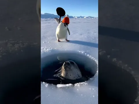 Penguin With a Frying Pan 😂 #animals #funny #penguin