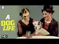 Lagu A Dogs Life - Charlie Chaplin Comedy Movie - HD