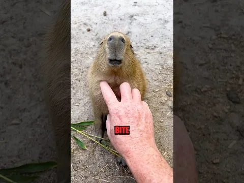 Never Touch a Capybara‼️😱