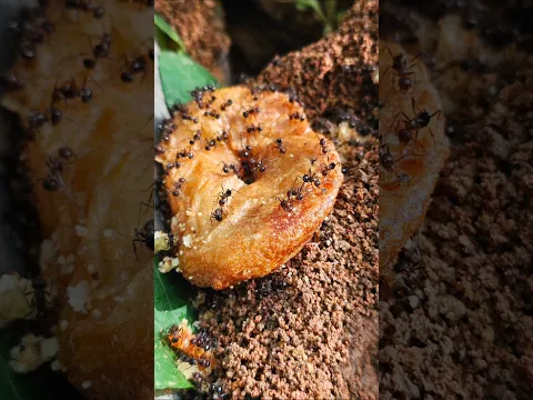 Chakkuli, kodbale, karabundu, kadalepuri,rice, karjura, Kajjaya & Rava Unde: A Feast for the Birds l