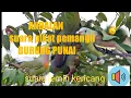 Download Lagu suara burung punai/walik/buat pikat dan masteran gacor.