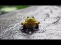 Download Lagu Suara Notifikasi Katak | Nada Pesan
