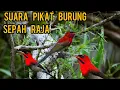Download Lagu SUARA PIKAT BURUNG SEPAH RAJA  5 MENIT!!  LANGSUNG DAPAT