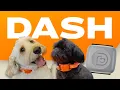 DASH Get to Know Dogtopia s All-New Activity Monitor For Dogs