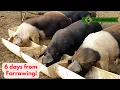 Checking Sows 6 days from farrowing