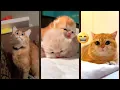 Download Lagu Cat videos 😾 Favorite Friends 🐈‍⬛ #FunnyCats Ep 4512