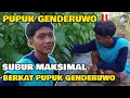 Lagu MAS APRI PETANI GEN - Z || TANAMAN SUBUR BERKAT PUPUK GENDERUWO
