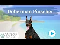 Doberman Pinscher Breed Highlights