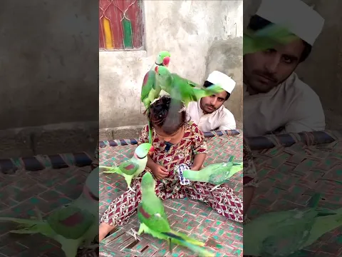 #talkingparot #babybird