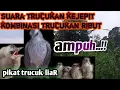 Download Lagu suara pikat ampuh trucukan.trucuk KEJEPIT kombinasi trucuk dewasa.