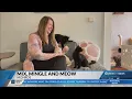 Monroe attorney makes a case for her nonprofit cat cafe