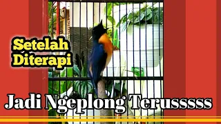 Download Terapi Tledekan Belajar Ngeplong MP3