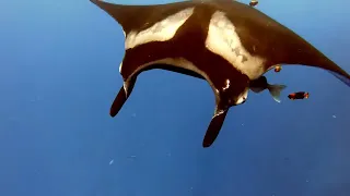 20-11_Pacific Ocean Crossing – Sharks and Mantas in Socorro (sailing ZERO)