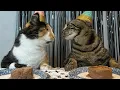 Download Lagu HOW MY CATS FELL IN LOVE
