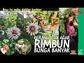 Download Lagu MERAWAT BUNGA DAHLIA Agar Rimbun dan Banyak Bunganya 😍