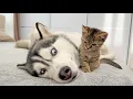 Lagu Giant Husky Tries to Ignore Tiny Kitten… But Then This Happens!